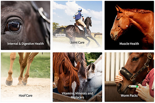 Online Equine Shop From Agnew