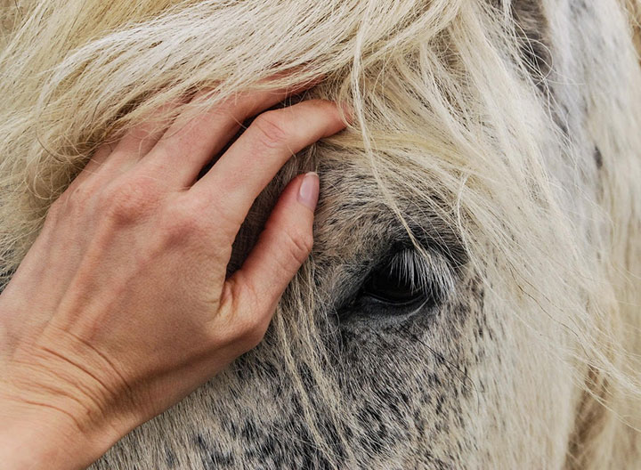 Euthanasia and Equine Bereavement